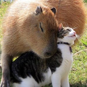 Meet your Posher, Leo